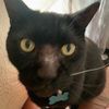 fluffycat072